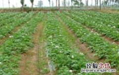 马铃薯幼苗期管理要点 马铃薯幼苗期管理要点有哪些