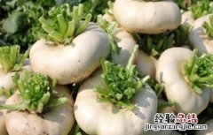 大头菜种植技术及施肥方法 大头菜种植技术