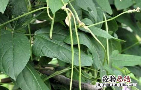 豇豆的高产施肥方法 豇豆追肥什么肥料才是高产