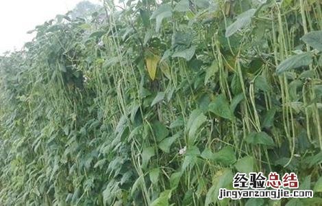 豇豆的高产施肥方法 豇豆追肥什么肥料才是高产
