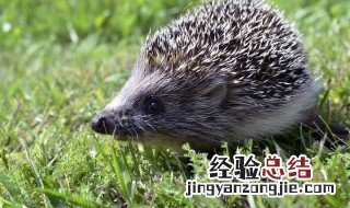 普通刺猬是国家保护动物吗 刺猬是国家保护动物吗