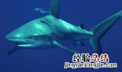 鲨鱼是国家保护动物吗 鲨鱼是国家保护动物吗?