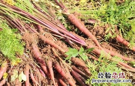 紫胡萝卜的种植技术