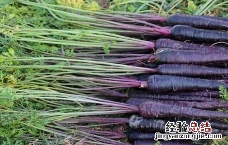 紫胡萝卜的种植技术