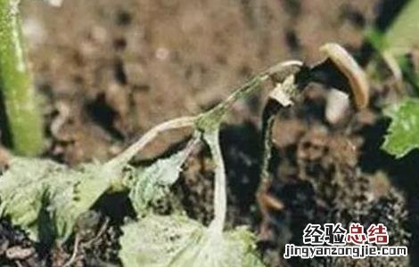 苦瓜苗期管理技术 苦瓜田间管理栽培技术