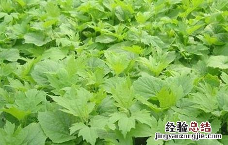 苦瓜苗期管理技术 苦瓜田间管理栽培技术
