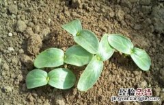 苦瓜苗期管理技术 苦瓜田间管理栽培技术
