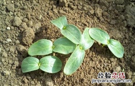 苦瓜苗期管理技术 苦瓜田间管理栽培技术