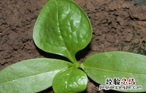 苦瓜苗期管理技术 苦瓜田间管理栽培技术