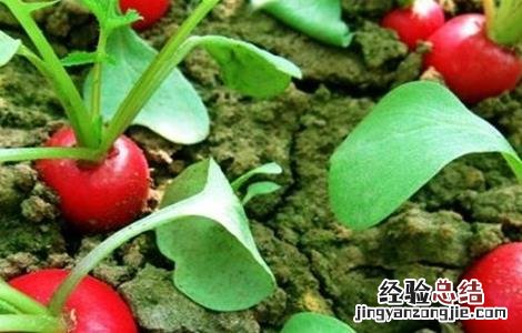 樱桃萝卜田间管理方法 樱桃萝卜的种植与管理技术