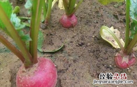 樱桃萝卜田间管理方法 樱桃萝卜的种植与管理技术