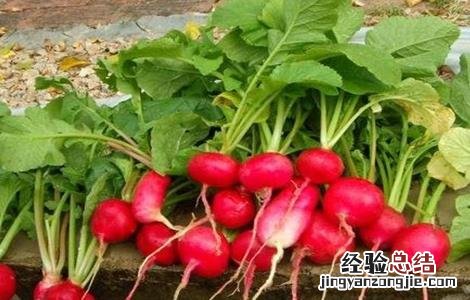 樱桃萝卜田间管理方法 樱桃萝卜的种植与管理技术