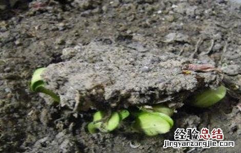 丝瓜种子怎么催芽百度经验 丝瓜种子怎么催芽