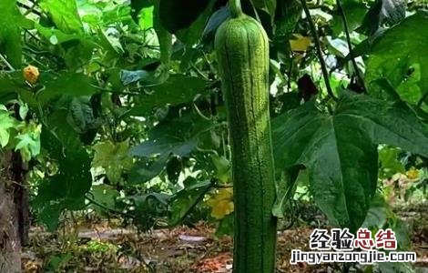 丝瓜种子怎么催芽百度经验 丝瓜种子怎么催芽