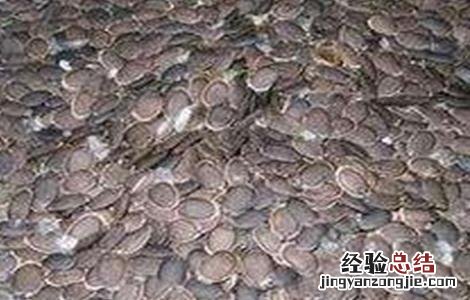 丝瓜种子怎么催芽百度经验 丝瓜种子怎么催芽