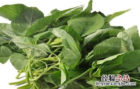 苋菜常见栽培品种 苋菜常见栽培品种有