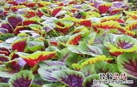 苋菜常见栽培品种 苋菜常见栽培品种有