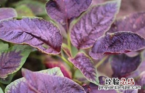 苋菜常见栽培品种 苋菜常见栽培品种有