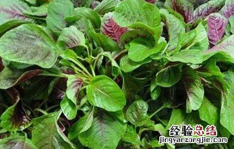 苋菜常见栽培品种 苋菜常见栽培品种有