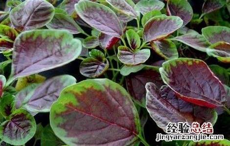 苋菜常见栽培品种 苋菜常见栽培品种有