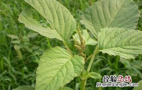 苋菜常见栽培品种 苋菜常见栽培品种有