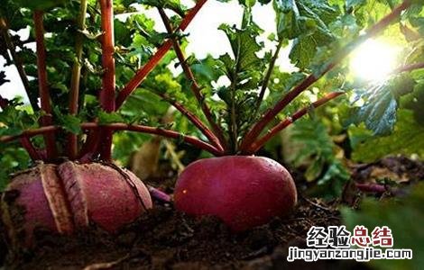 大红萝卜种植技术和种植时间 大红萝卜的种植技术