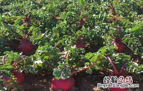 大红萝卜种植技术和种植时间 大红萝卜的种植技术