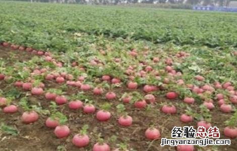 大红萝卜种植技术和种植时间 大红萝卜的种植技术
