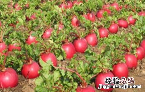 大红萝卜种植技术和种植时间 大红萝卜的种植技术