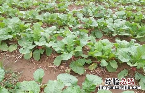 大红萝卜种植技术和种植时间 大红萝卜的种植技术