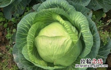 卷心菜的栽培技术 夏季卷心菜种植技术
