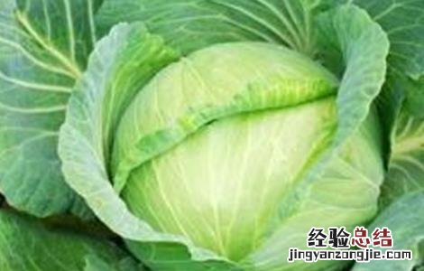 卷心菜的栽培技术 夏季卷心菜种植技术