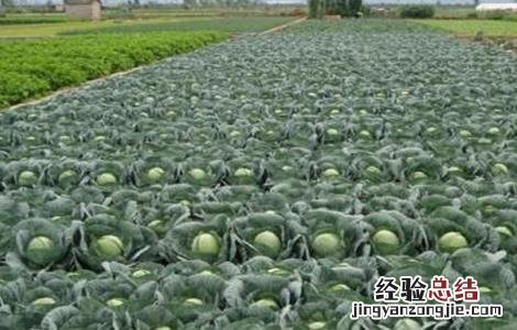卷心菜的栽培技术 夏季卷心菜种植技术