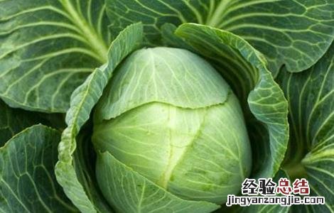 卷心菜的栽培技术 夏季卷心菜种植技术