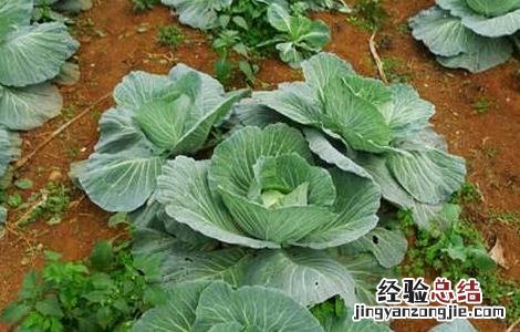 卷心菜的栽培技术 夏季卷心菜种植技术