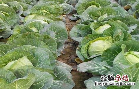 包菜的种植技术和时间 包菜的种植技术