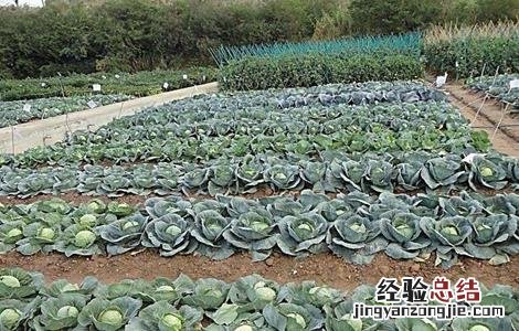 包菜的种植技术和时间 包菜的种植技术