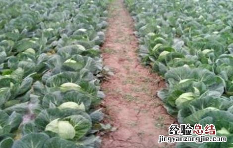 包菜的种植技术和时间 包菜的种植技术
