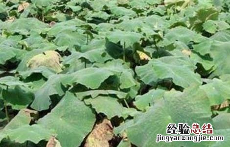 莲藕腐烂病怎么治 莲藕腐败病症状及防治方法