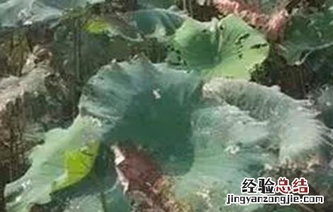 莲藕腐烂病怎么治 莲藕腐败病症状及防治方法