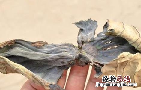 莲藕腐烂病怎么治 莲藕腐败病症状及防治方法