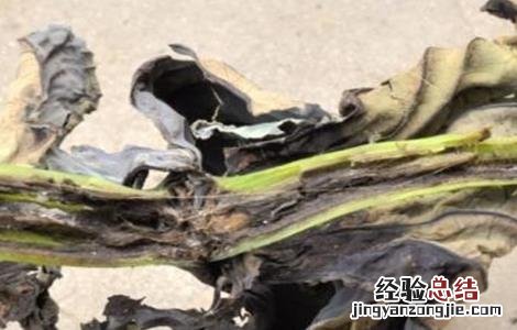 莲藕腐烂病怎么治 莲藕腐败病症状及防治方法