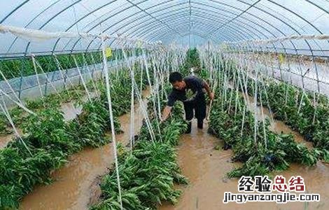 暴雨后蔬菜怎么管理好 暴雨后蔬菜怎么管理