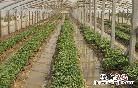 暴雨后蔬菜怎么管理好 暴雨后蔬菜怎么管理