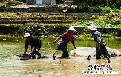莲藕播种育苗技术 莲藕育种方法