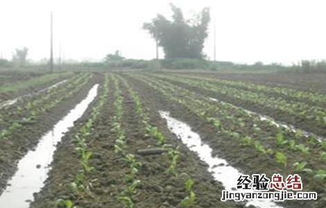 莲藕定植不发棵原因 莲藕定植不发棵原因