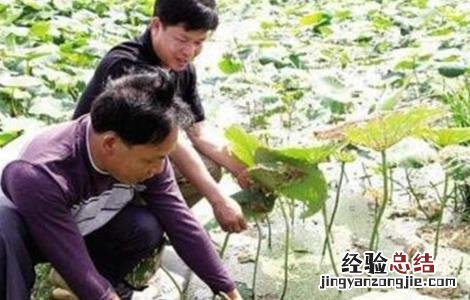 莲藕定植不发棵原因 莲藕定植不发棵原因