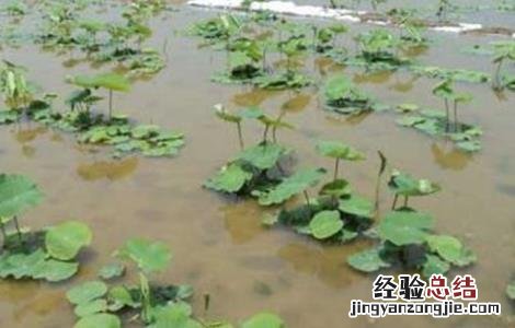 莲藕定植不发棵原因 莲藕定植不发棵原因