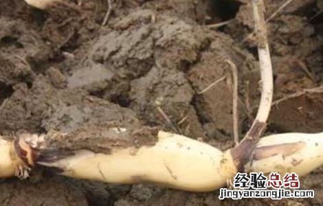 莲藕定植不发棵原因 莲藕定植不发棵原因