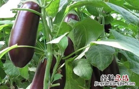 露地夏茄子管理技术 露地茄子种植管理技术